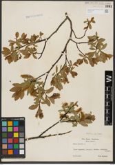 Foto von Salix hastata L.